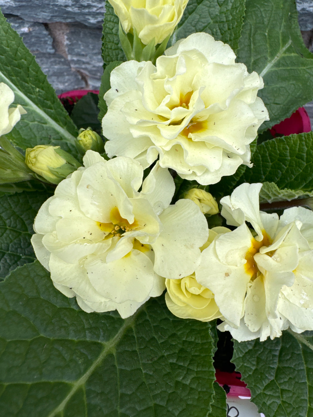 Primula Ruby Queen Buy Primula Vulgaris Queen Lime Online | Windyridge Garden Centre ...