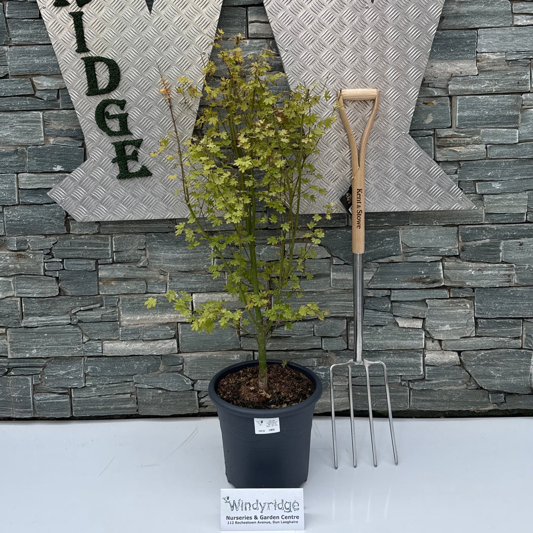 Acer pal. Orange Dream 100-125 cm Deco 15L. bush