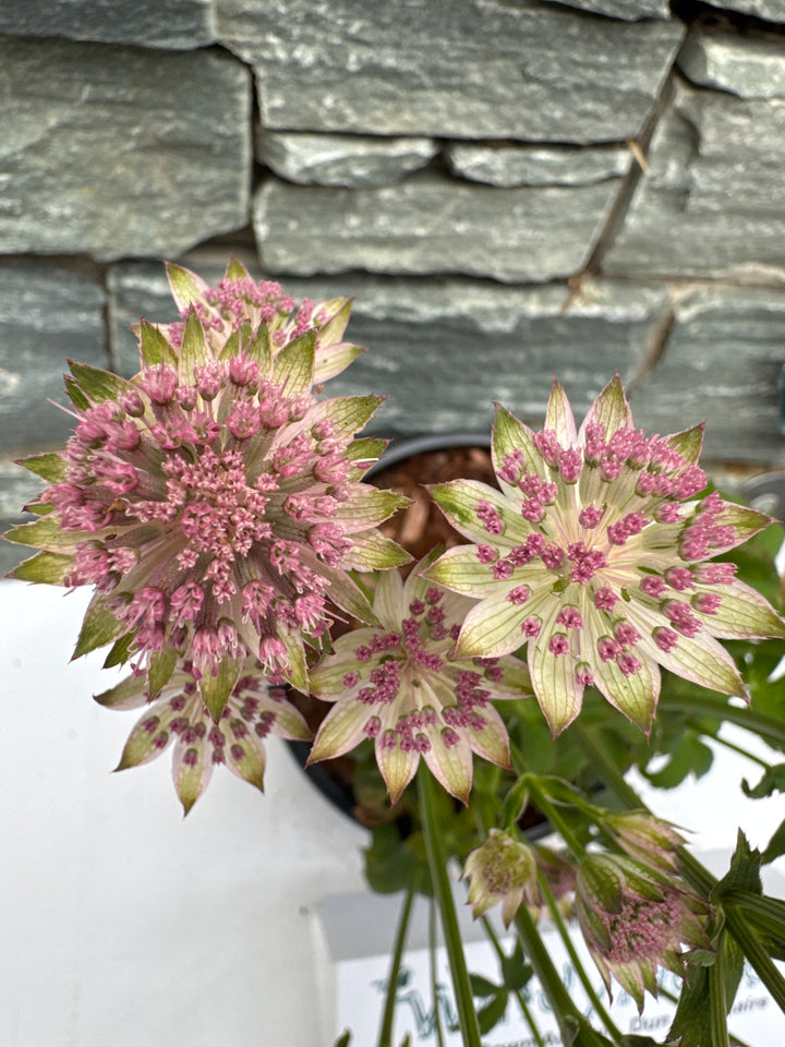 ASTRANTIA maj. Buckland 2L