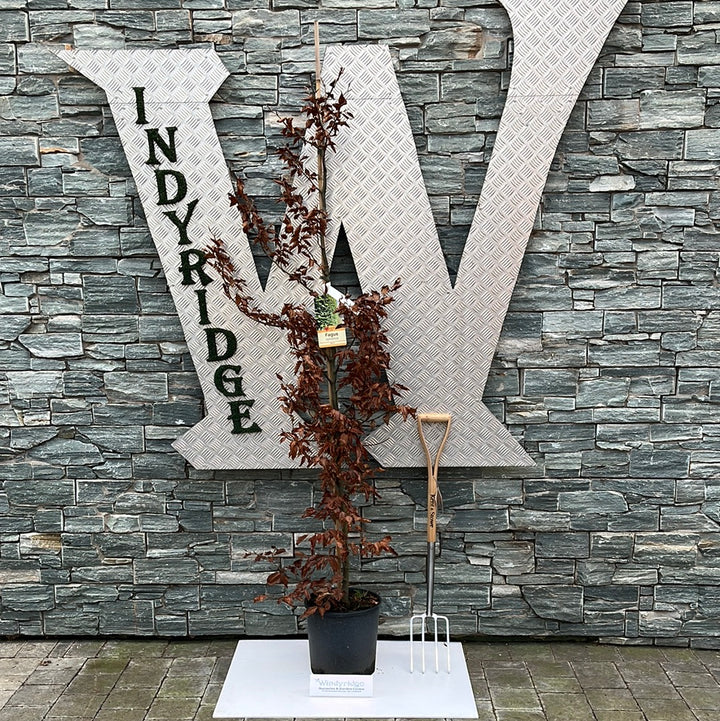 FAGUS SYLVATICA