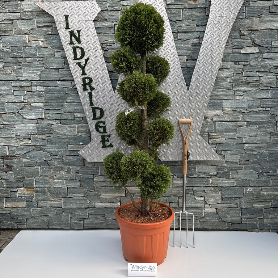 Cupress. Castlewellan Gold (Pompom) - Shrubs - Windyridge Garden Centre