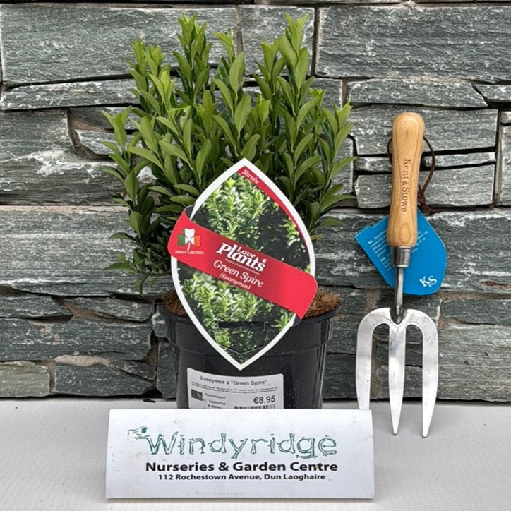 Euonymus Green Spire