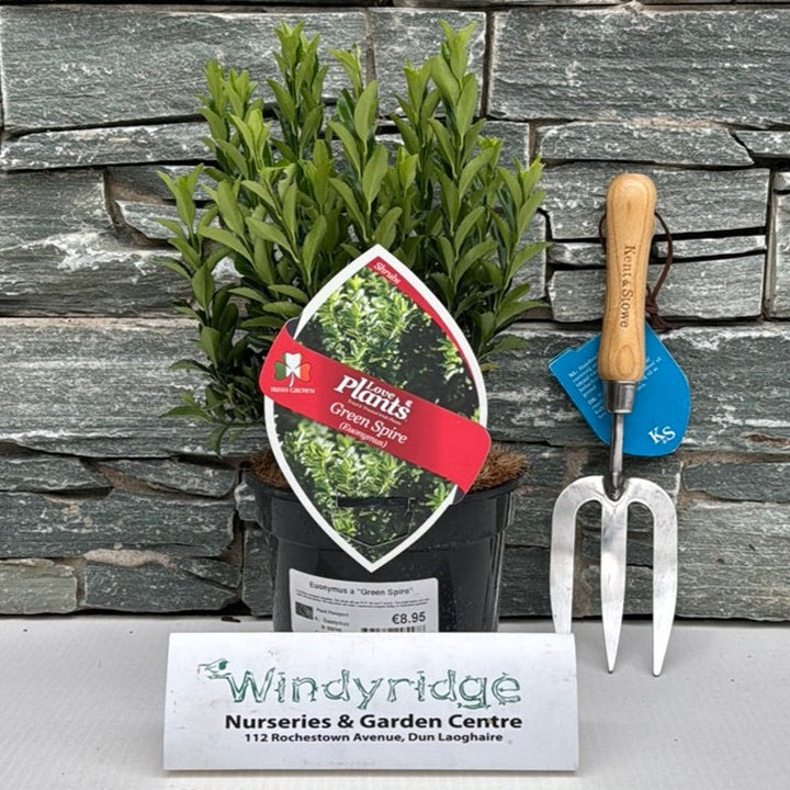 Euonymus Green Spire