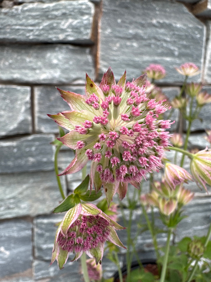 ASTRANTIA maj. Buckland 2L