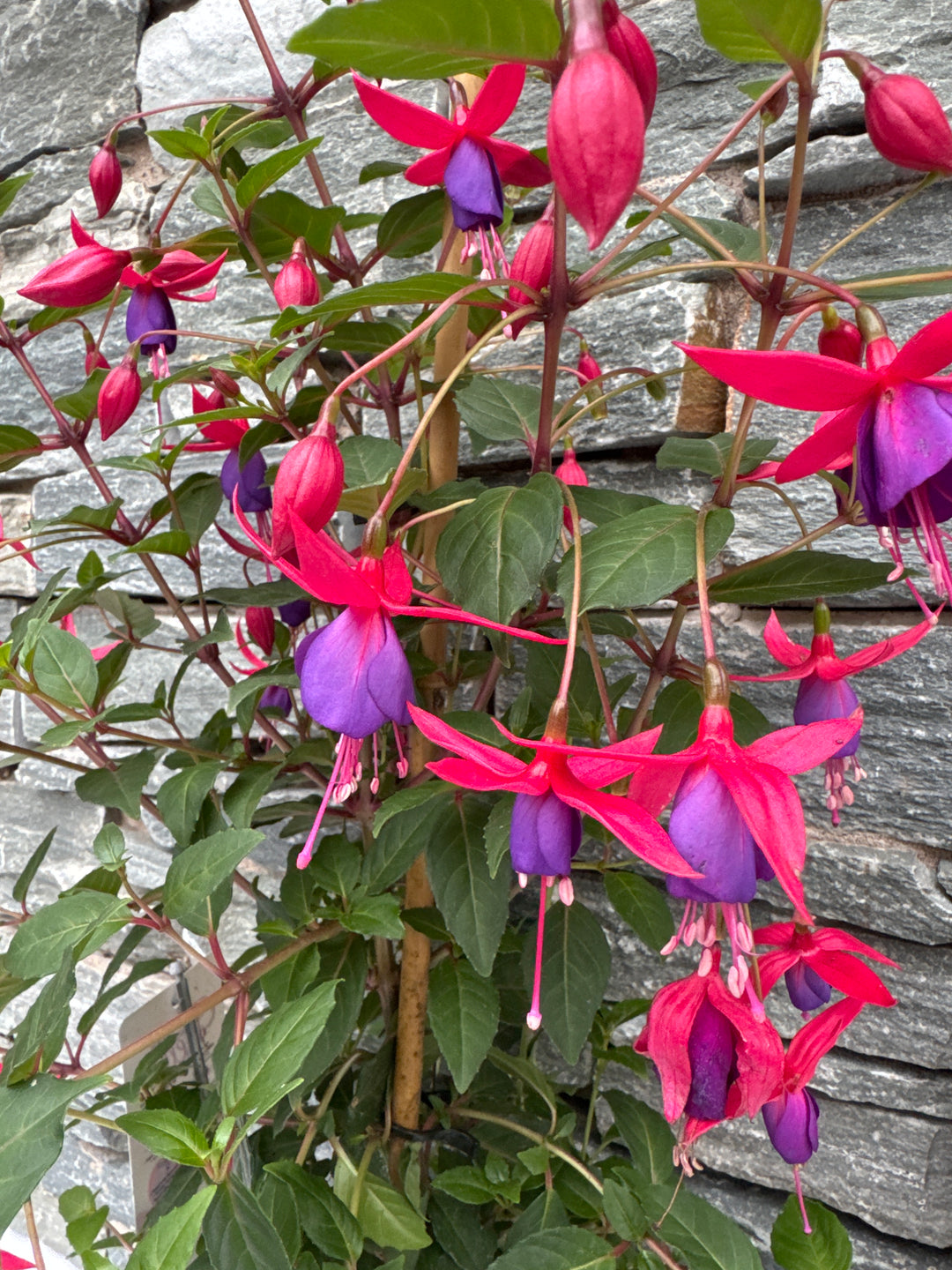 Fuchsia Bella Fuchsia Susanna  P17