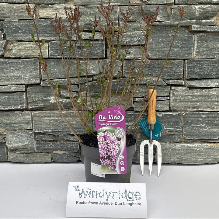 Syringa Meyeri Palibin - Shrubs - Windyridge Garden Centre
