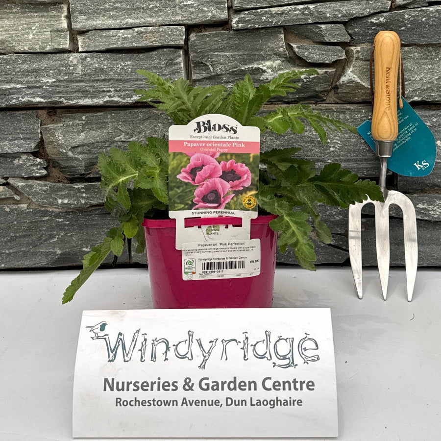 Papaver Ori. Pink Perfection - Herbaceous - Windyridge Garden Centre