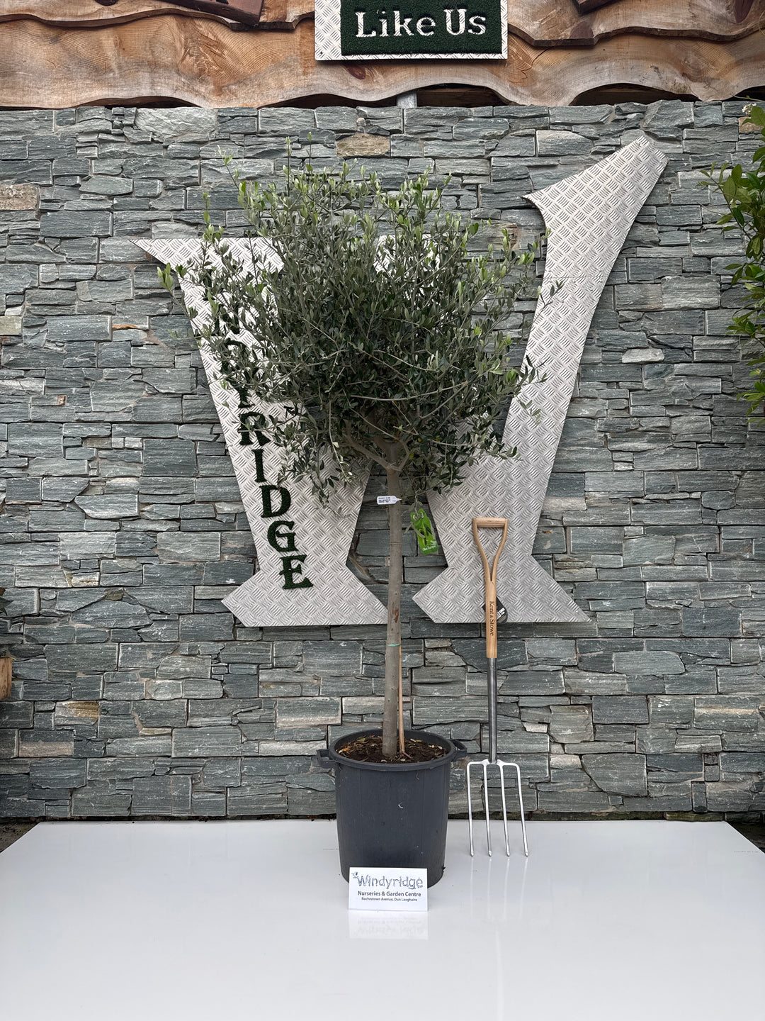 Olea Europeae on Stem P30 180cm