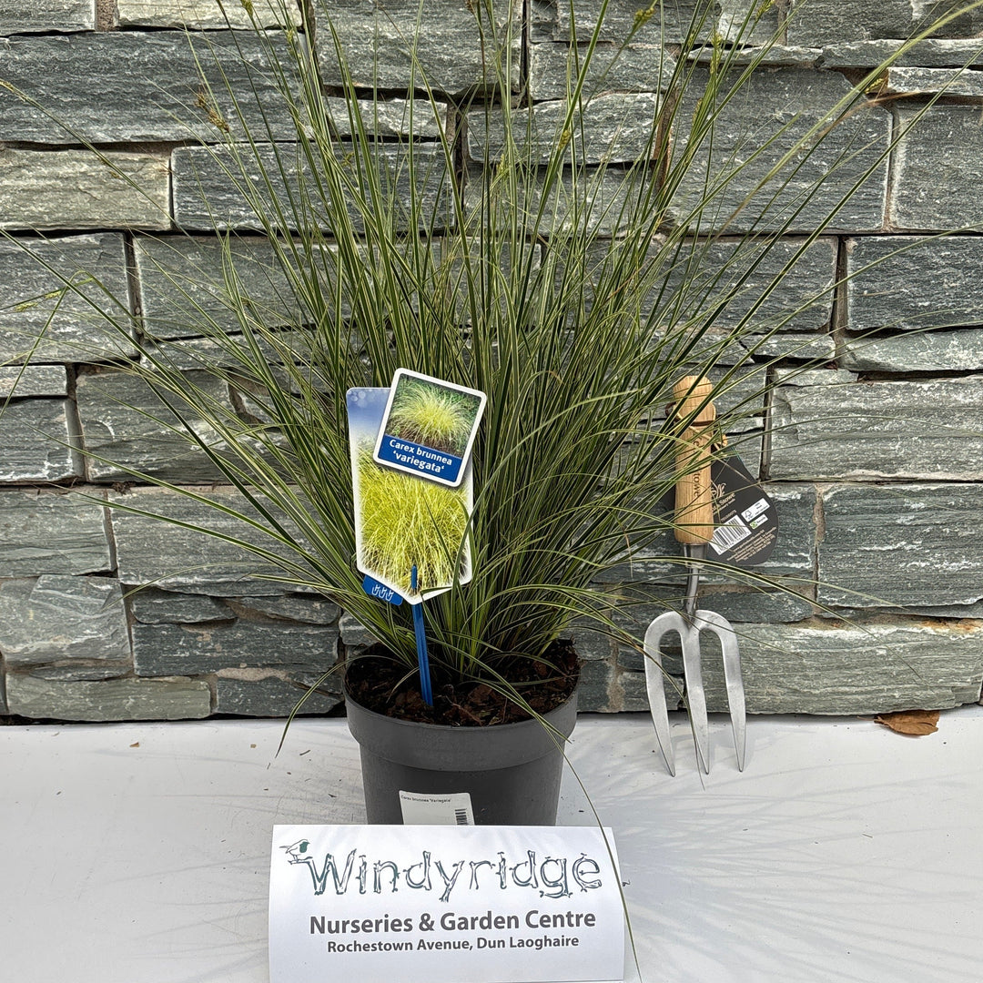 Carex brunnea Variegata