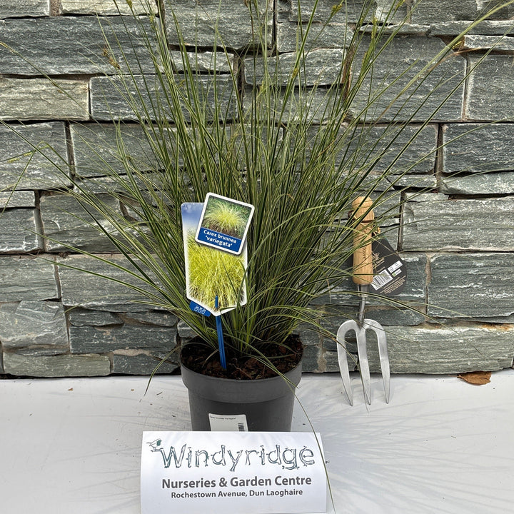 Carex brunnea Variegata