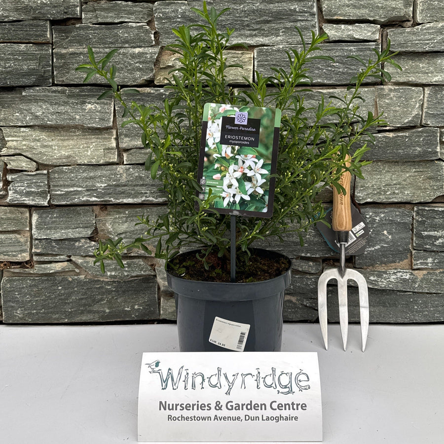 Eriostemon Myoporoides - Shrubs - Windyridge Garden Centre