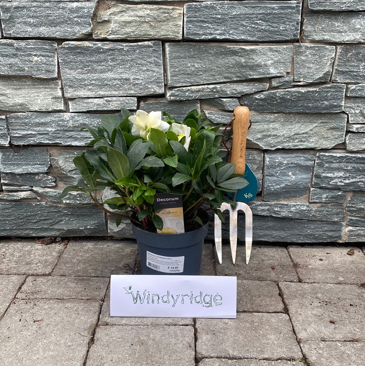 Helleborus  Christmas Carol