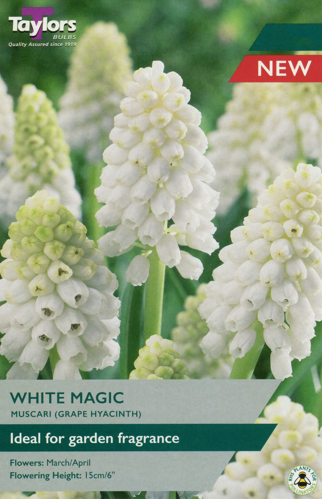 MUSCARI WHITE MAGIC X 15