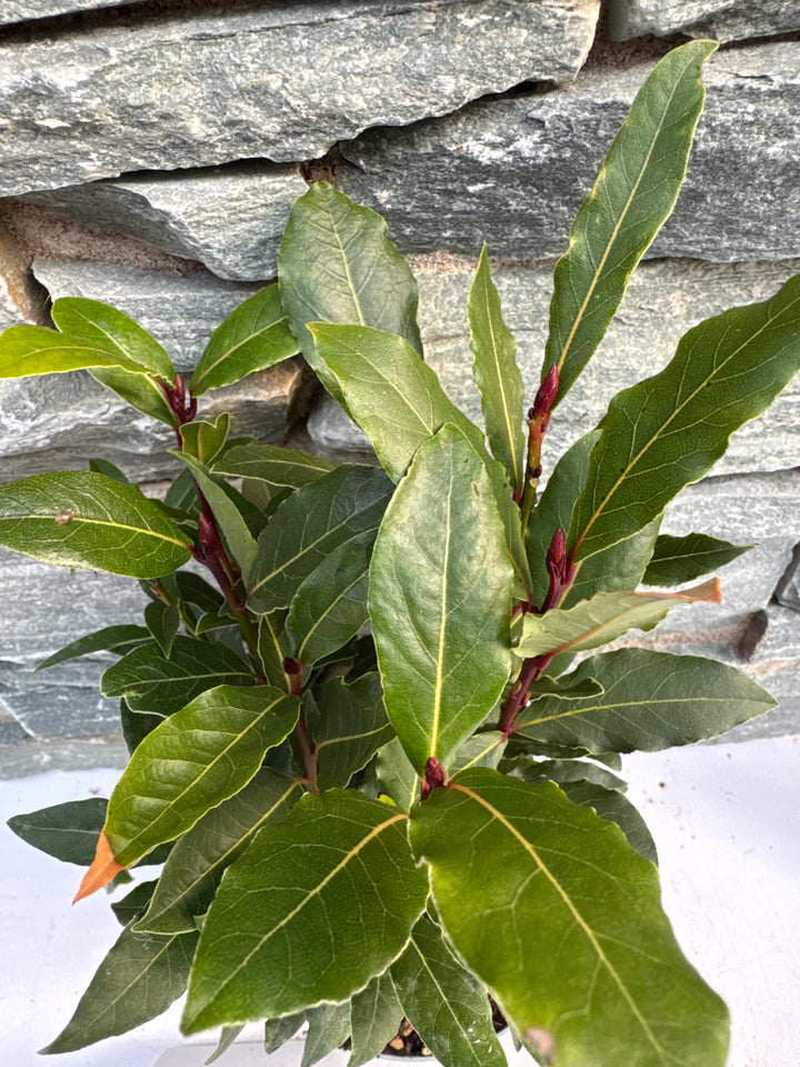 Laurus nobilis  P12