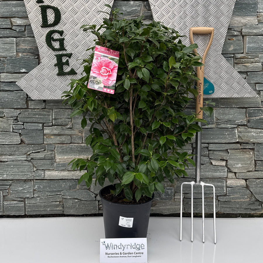 Camellia Jap. Bonomiana - Shrubs - Windyridge Garden Centre