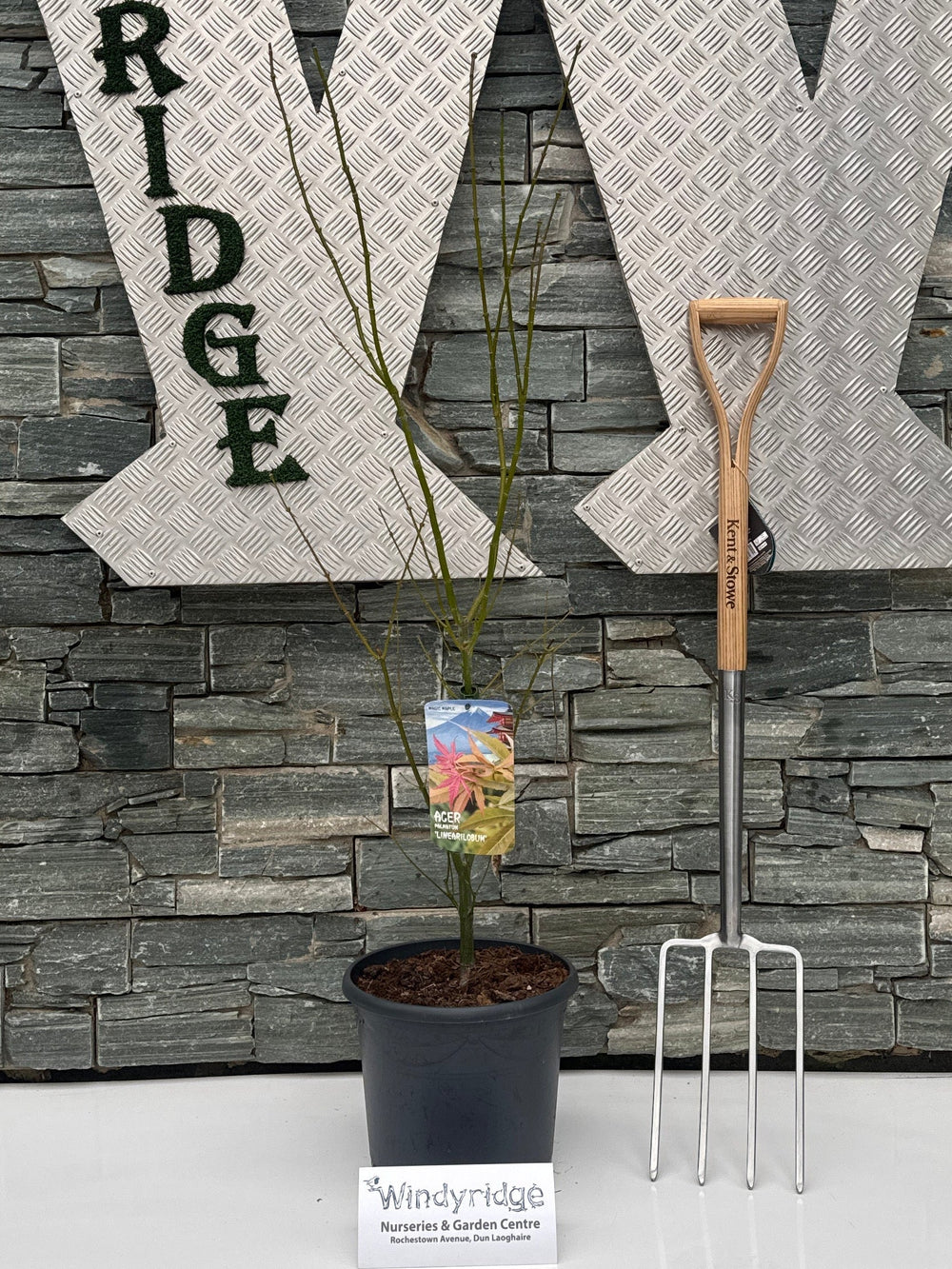 Acer Pal. Linearilobum 80-100 Cm Deco 15L. Bush - Trees - Windyridge Garden Centre
