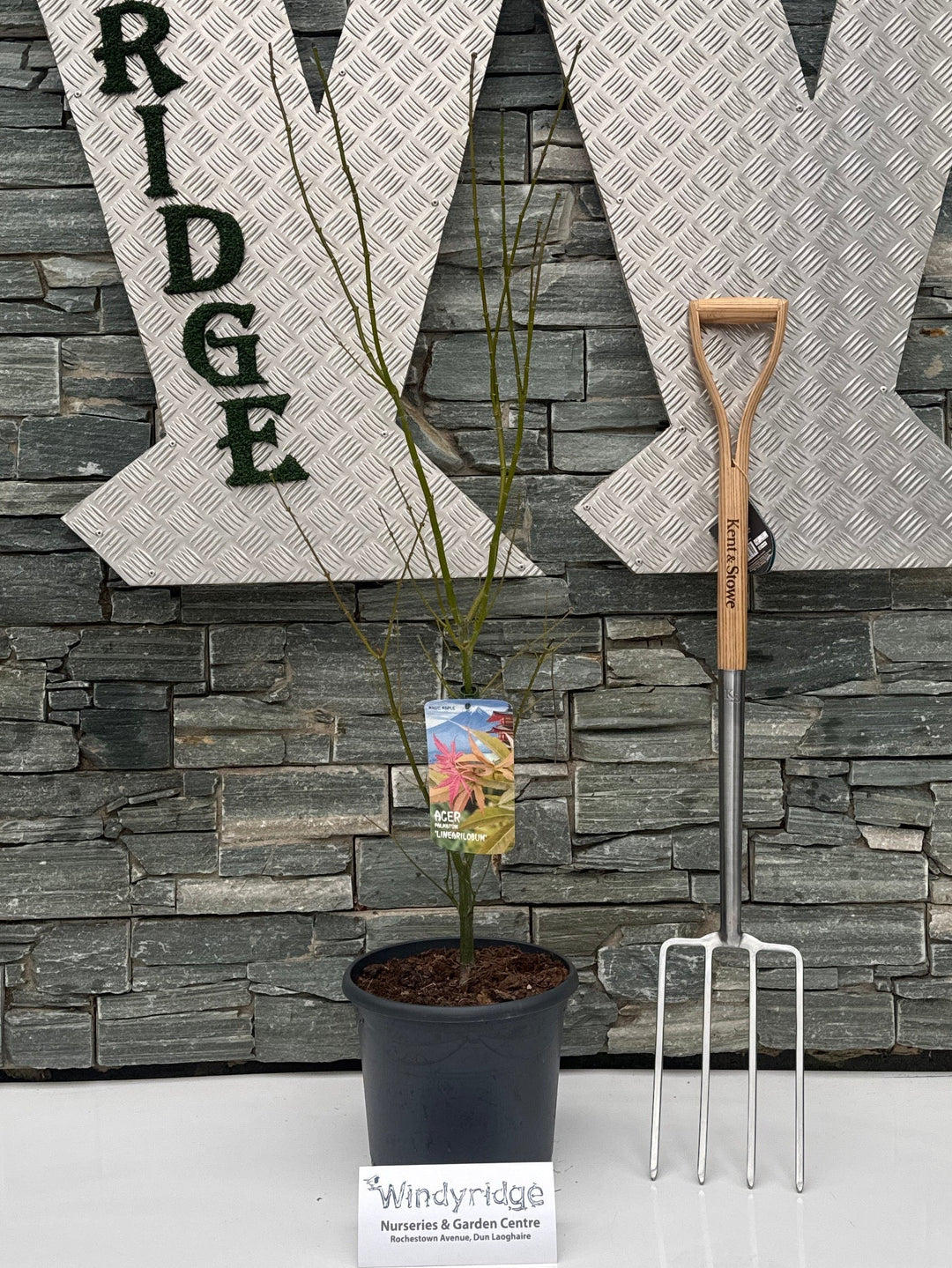 Acer Pal. Linearilobum 80-100 Cm Deco 15L. Bush - Trees - Windyridge Garden Centre