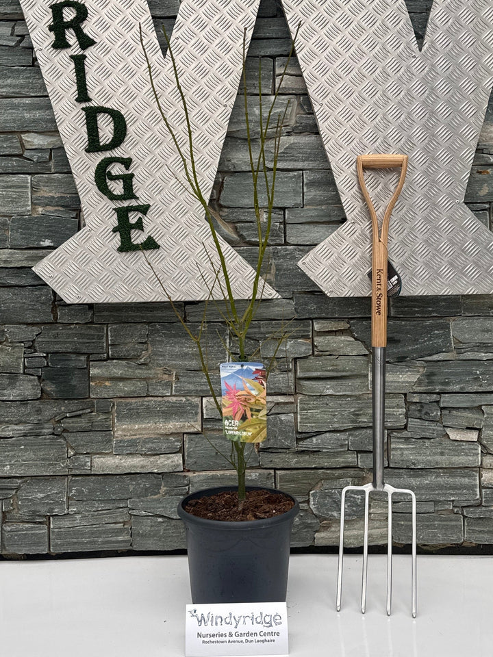 Acer Pal. Linearilobum 80-100 Cm Deco 15L. Bush - Trees - Windyridge Garden Centre