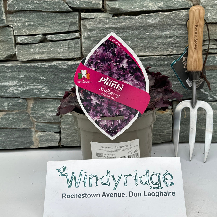 Heuchera Mulberry - Herbaceous - Windyridge Garden Centre