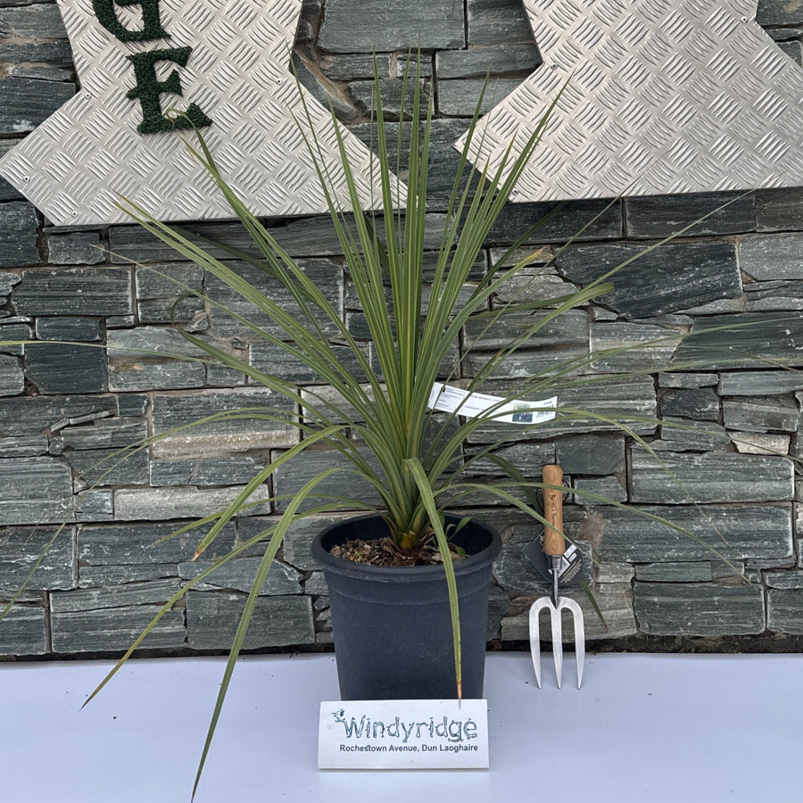 Cordyline Australis Clt 7/10 - Herbaceous - Windyridge Garden Centre