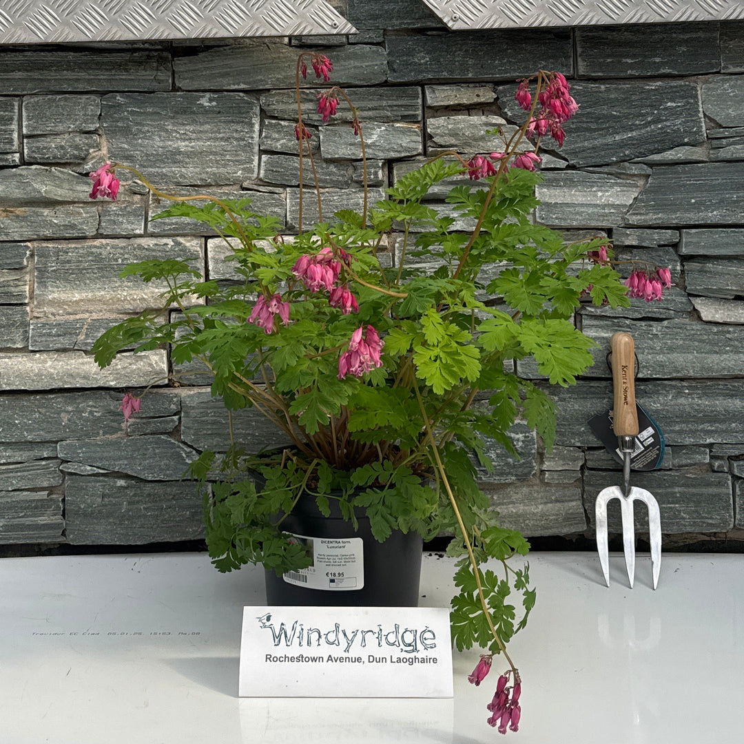 Dicentra Form. 'Luxuriant' - Herbaceous - Windyridge Garden Centre