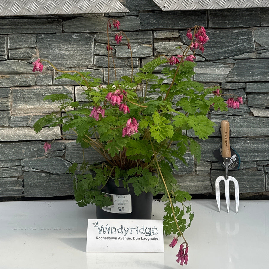 Dicentra Form. 'Luxuriant' - Herbaceous - Windyridge Garden Centre