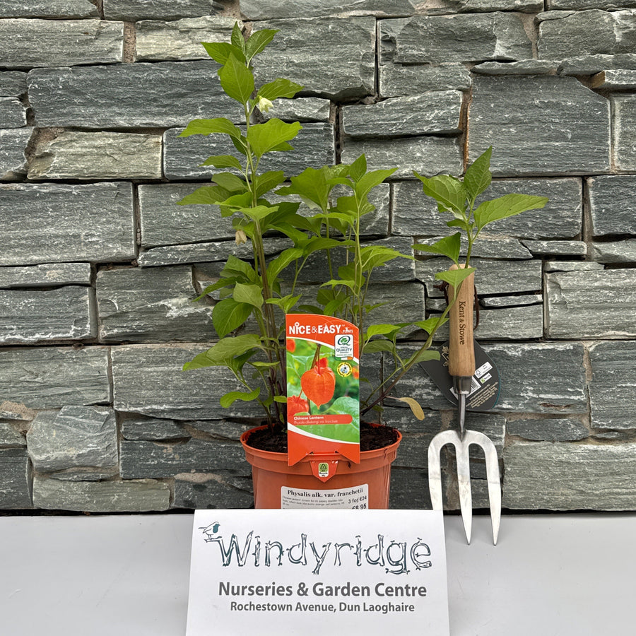 Physalis Alk. Var. Franchetii - Herbaceous - Windyridge Garden Centre