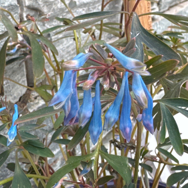 Corydalis Porcelain Blue