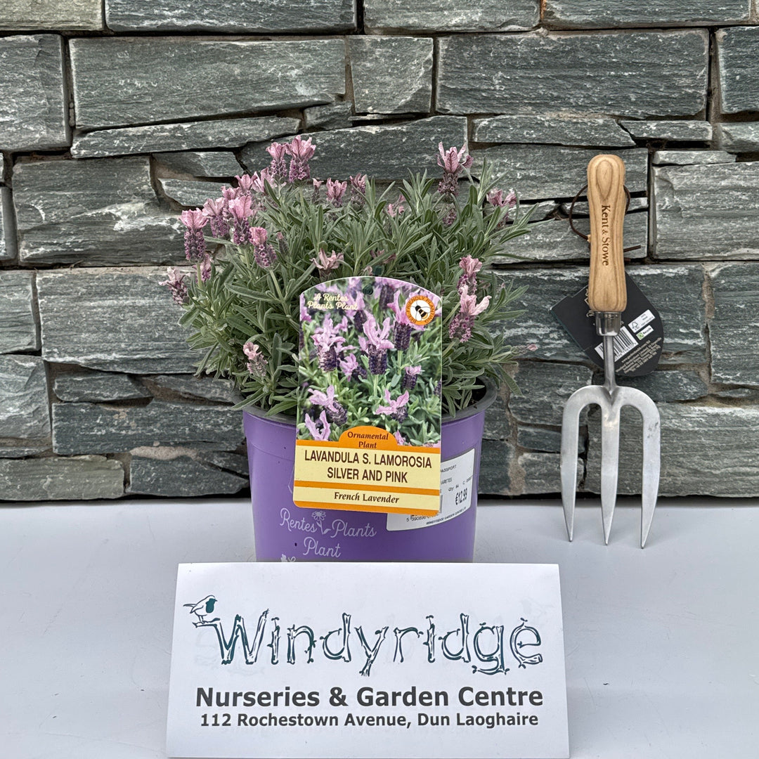LAVANDULA STOECHAS IN VARIETIES