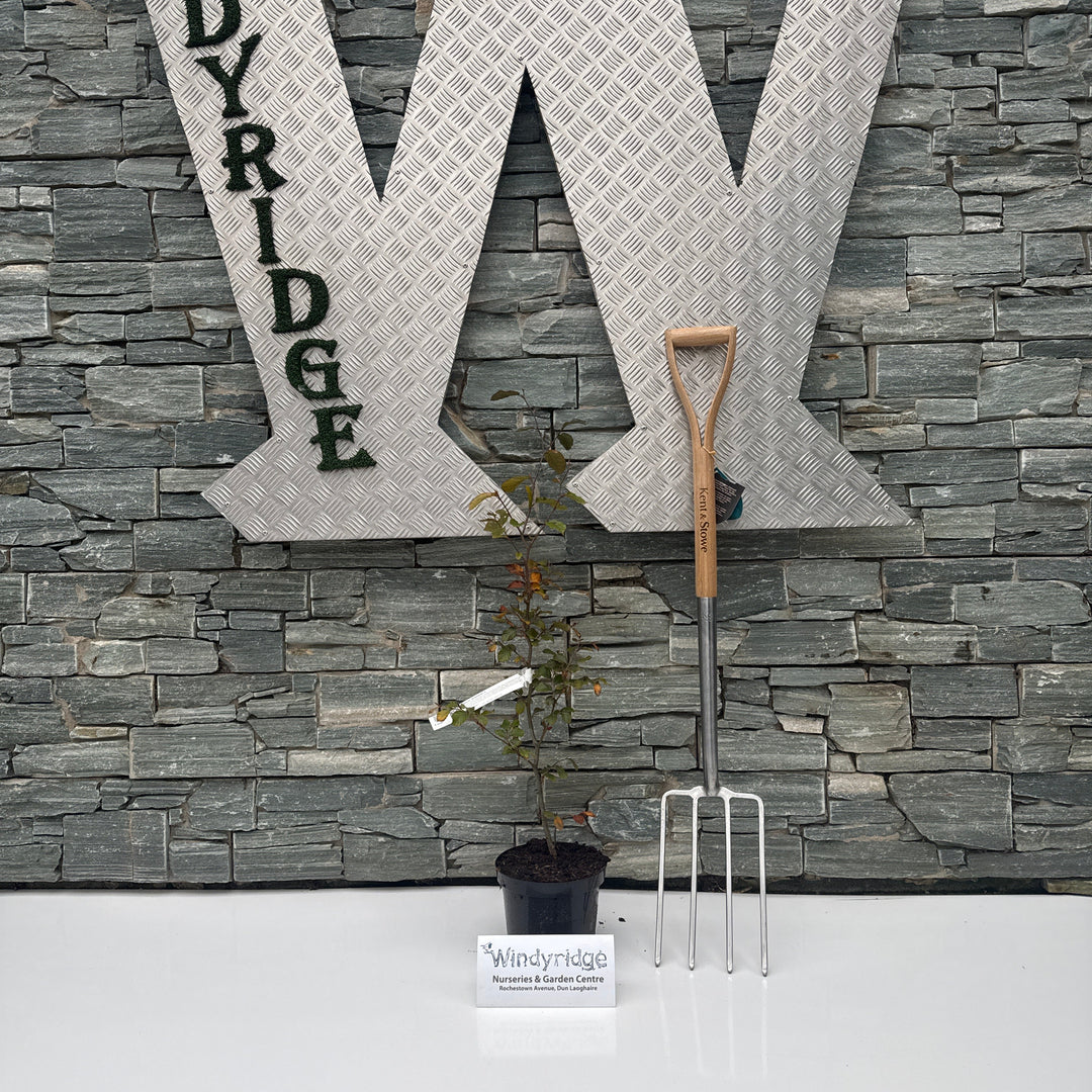 Fagus syl. Atropurpurea 3L