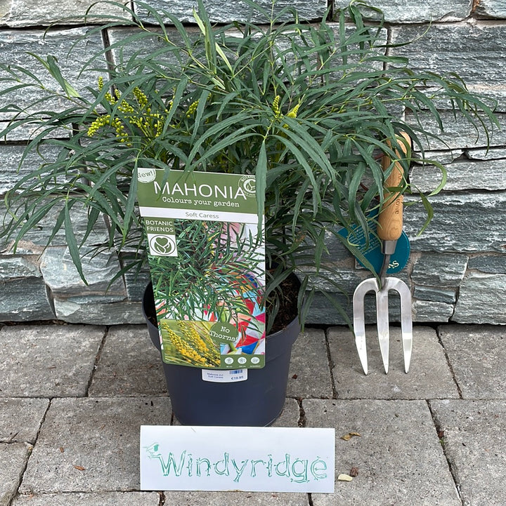 Mahonia eur. Soft Caress