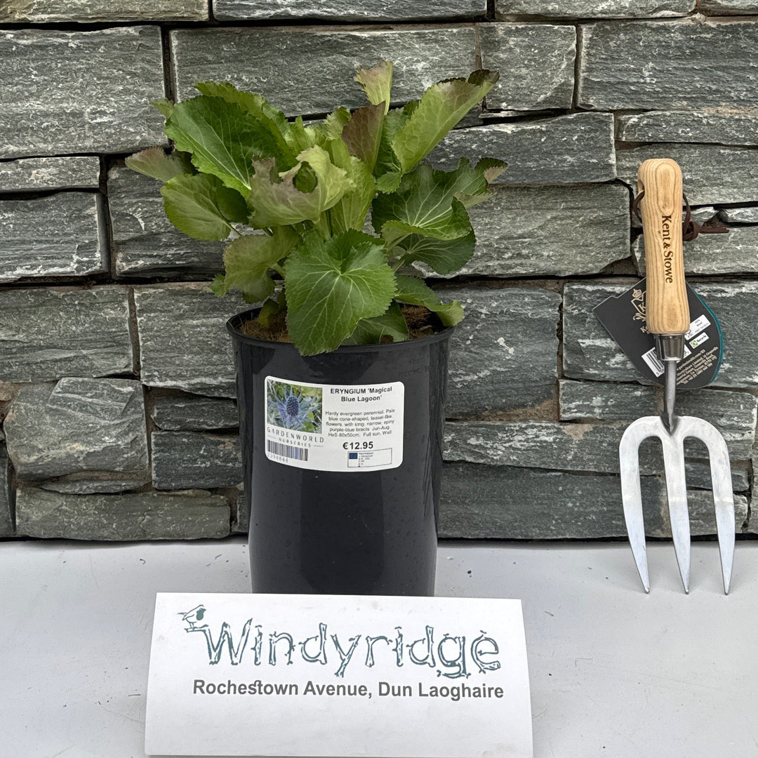 Eryngium 'Magical Blue Lagoon' - Herbaceous - Windyridge Garden Centre