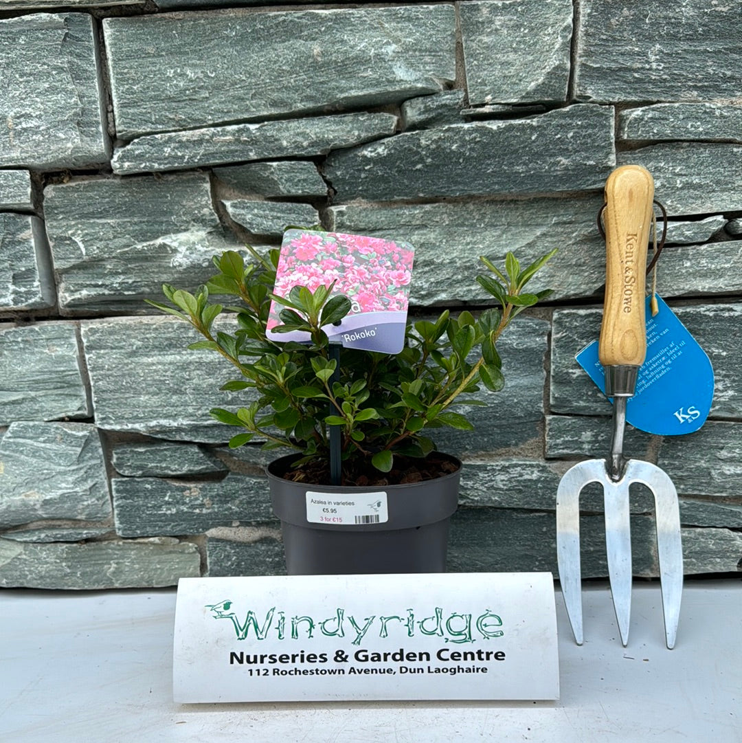 Azalea In Varieties 15-20Cm - Bedding - Windyridge Garden Centre