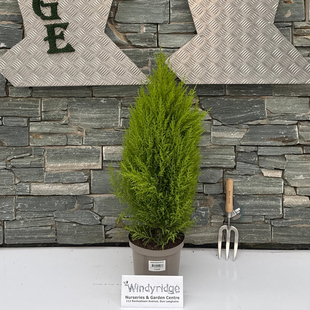 Cupressus macr. Goldcrest Wilma