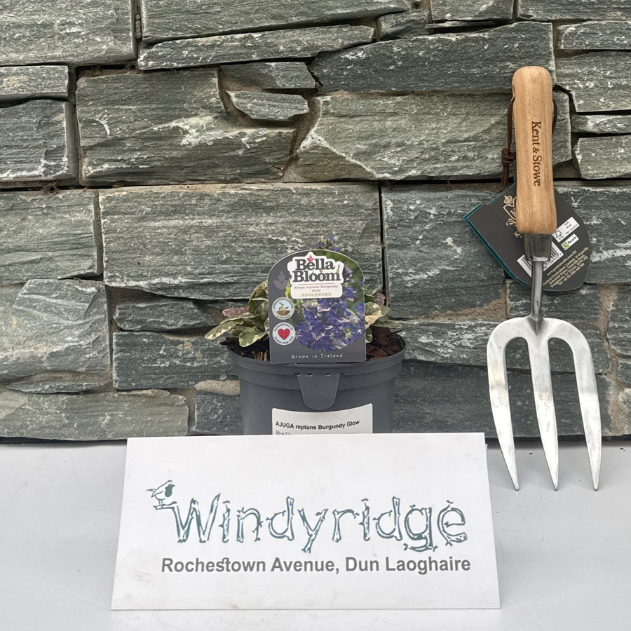 Ajuga Reptans Burgundy Glow - Bedding - Windyridge Garden Centre