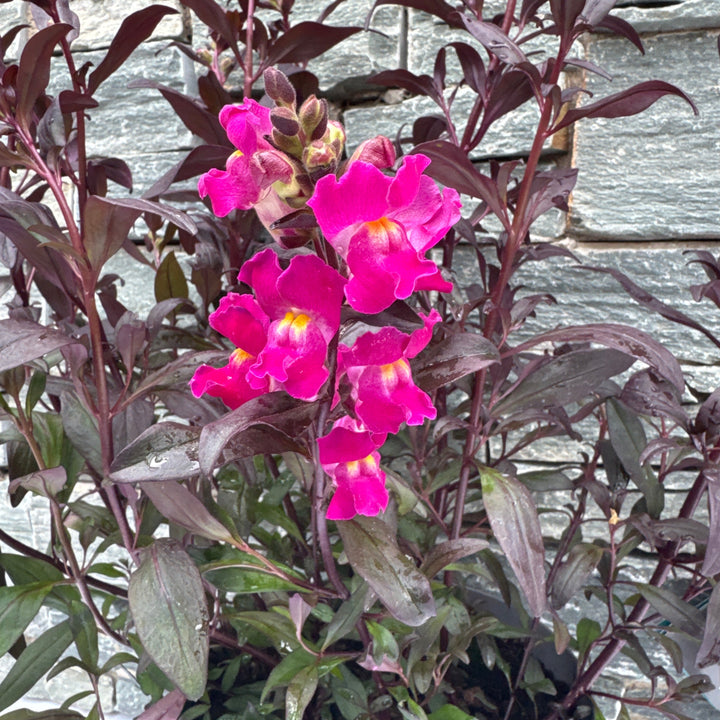Antirrhinum Snap in Black Hot Pink 5 Ltr