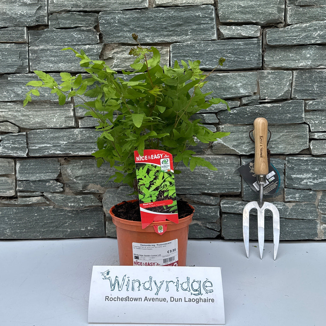 Osmunda reg. 'Purpurascens' - Herbaceous - Windyridge Garden Centre