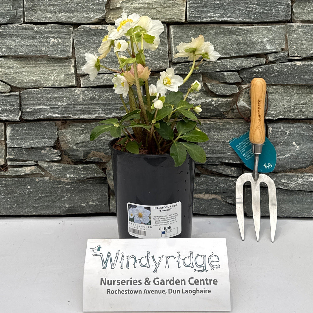 HELLEBORUS niger Snowdrift