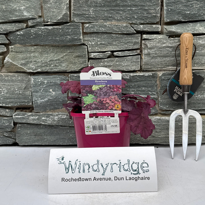 Heuchera Wild Rose