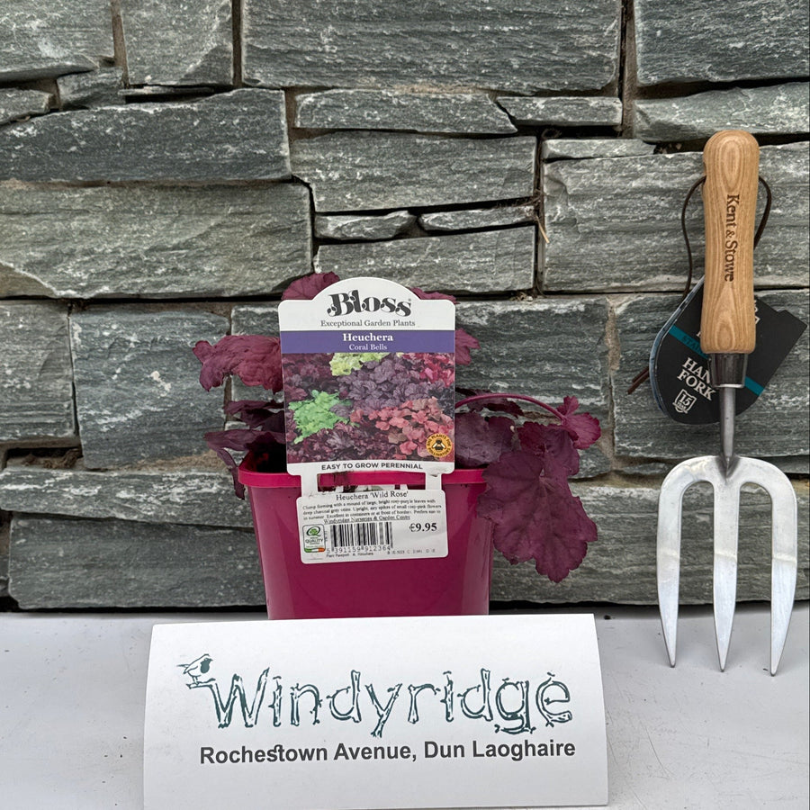 Heuchera Wild Rose - Herbaceous - Windyridge Garden Centre