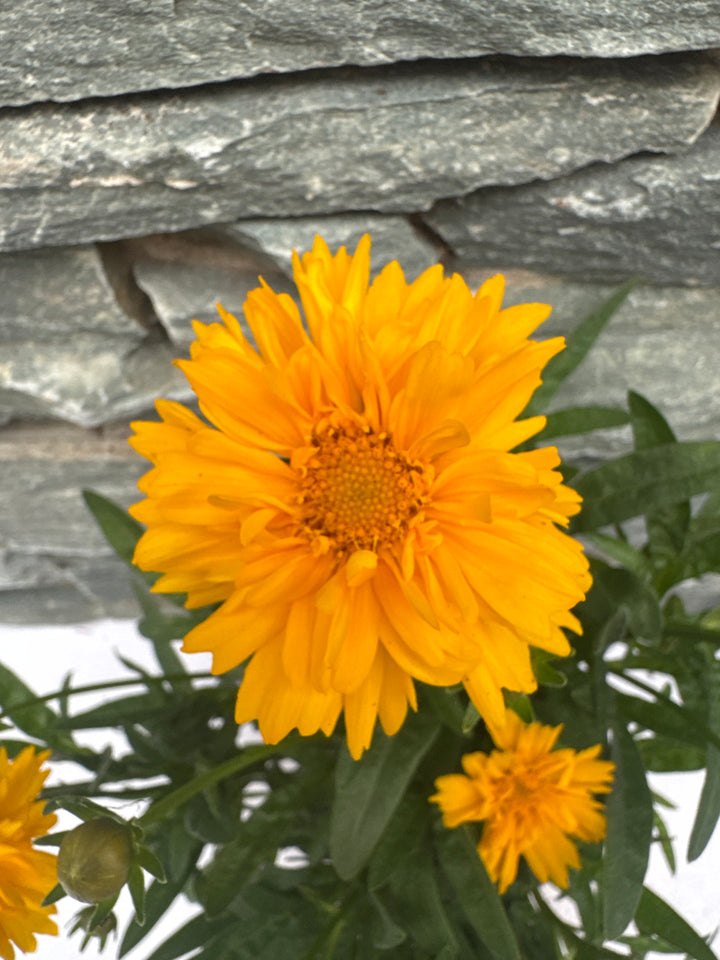 COREOPSIS sol. Golden Sphere