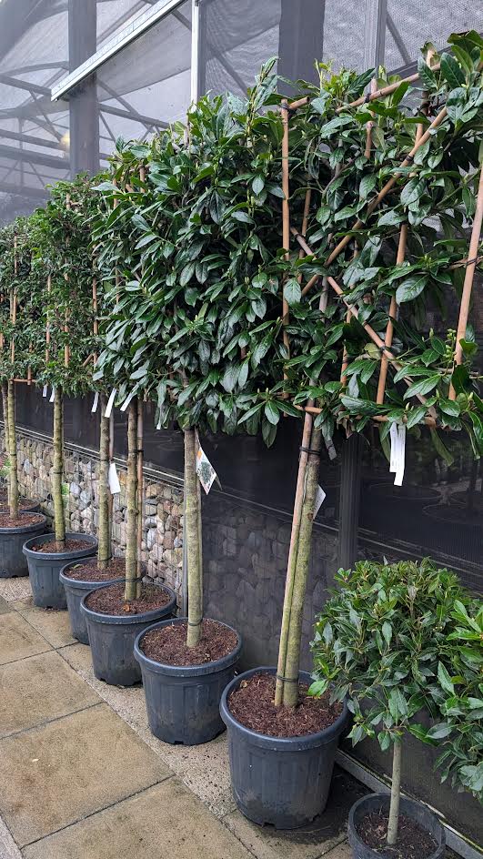 Prunus L. Novita C45 Hs Pleached 110Cm Stem 120X100 - Trees - Windyridge Garden Centre