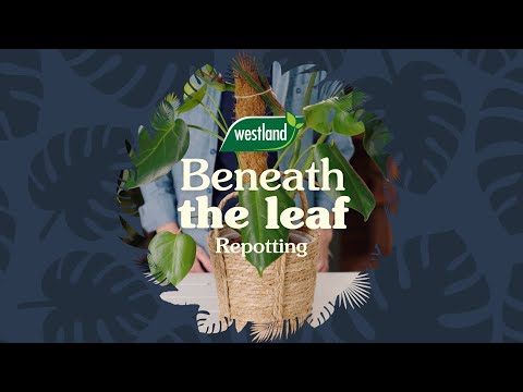 Bonsai Potting Mix (Enriched With Seramis) - Composts - Windyridge Garden Centre