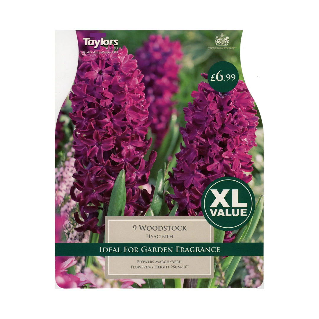 HYACINTH WOODSTOCK