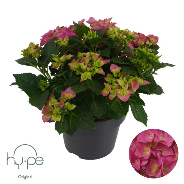 Hydrangea macr. Pink  P23, 7+ flower