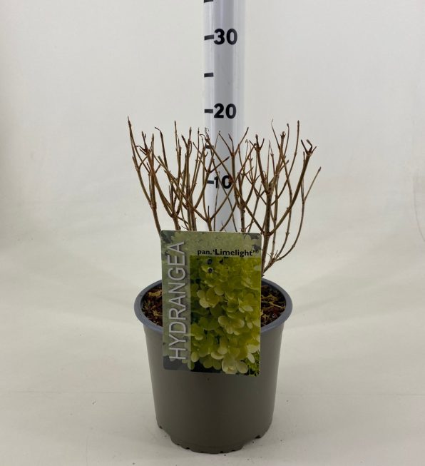 Hydrangea pan. Limelight  3 Ltr pot