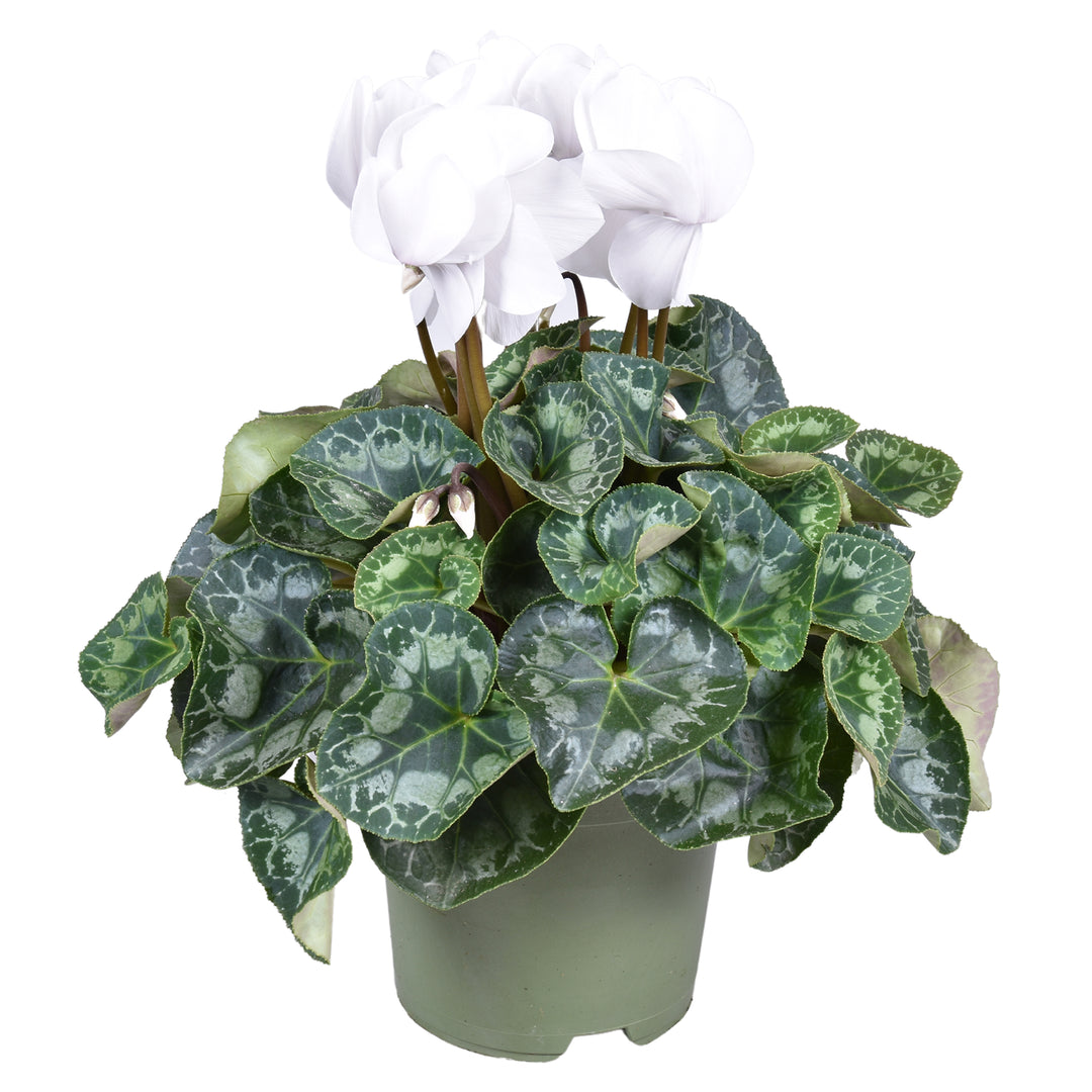 Cyclamen GR Halios XXL White