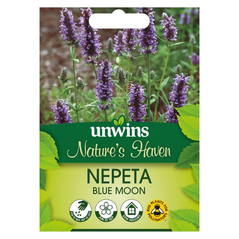 NH Nepeta Blue MoonFlower
