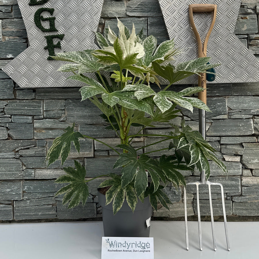 Fatsia Japonica Spiders Web - Shrubs - Windyridge Garden Centre
