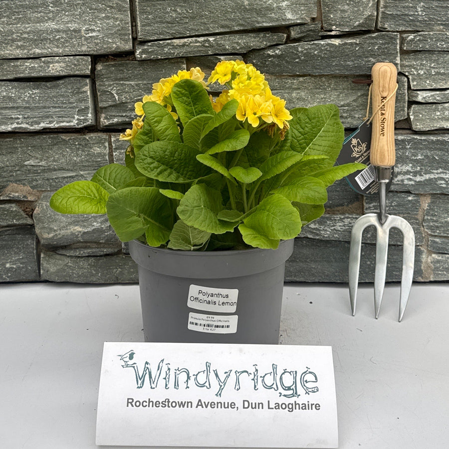 Primula Polyanthus Officinalis Lemon - Herbaceous - Windyridge Garden Centre